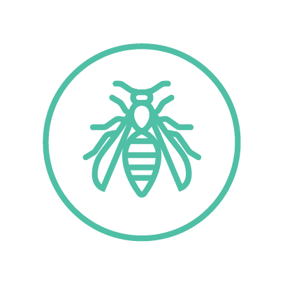 Wasps