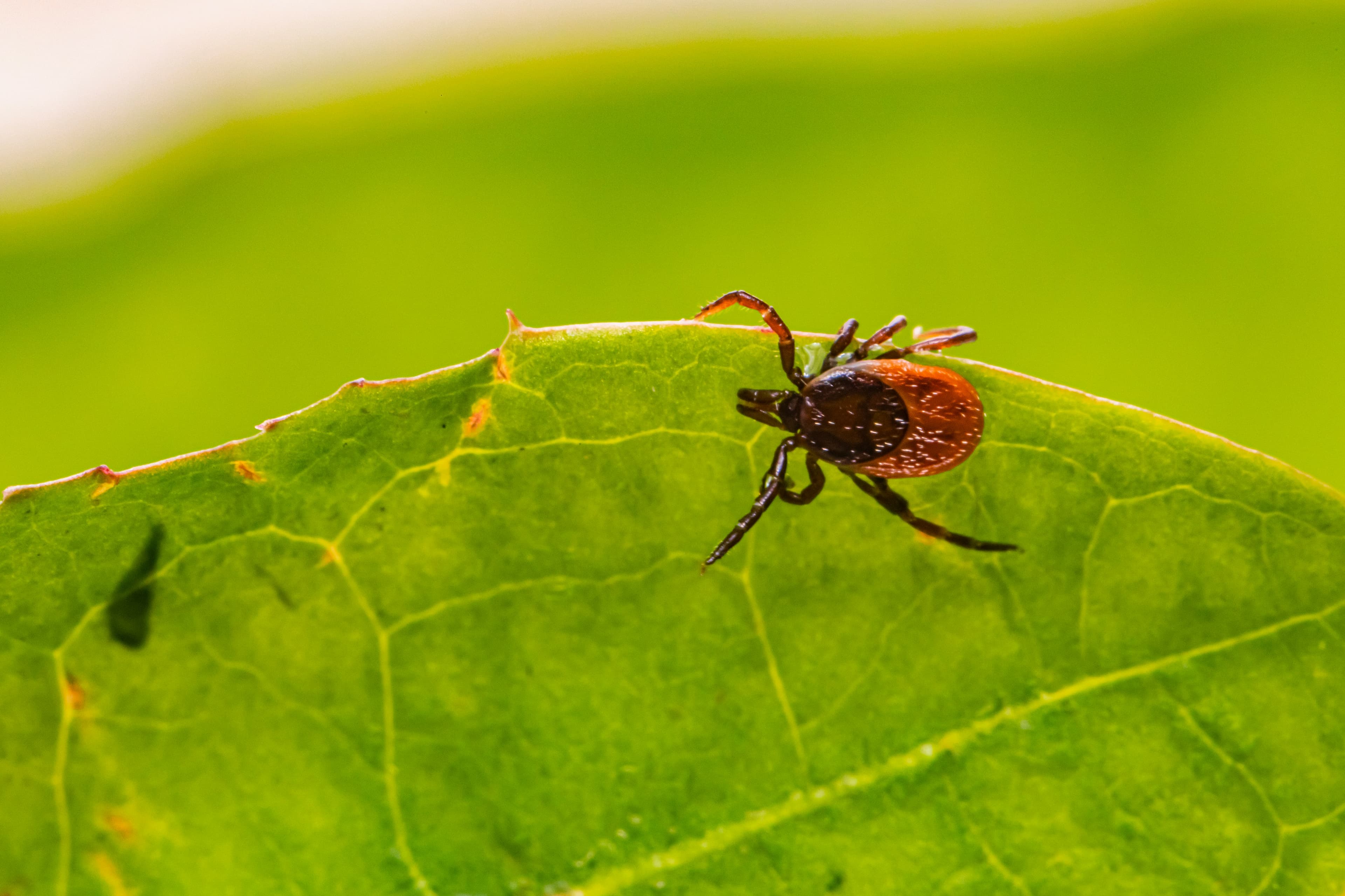 Target the pests that travel with pets.