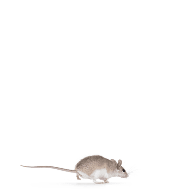 Rodent control that gets ahead of rats and mice.